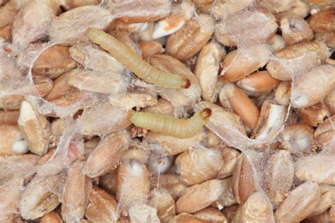 Research Indian Meal Moth: Green Pest Services