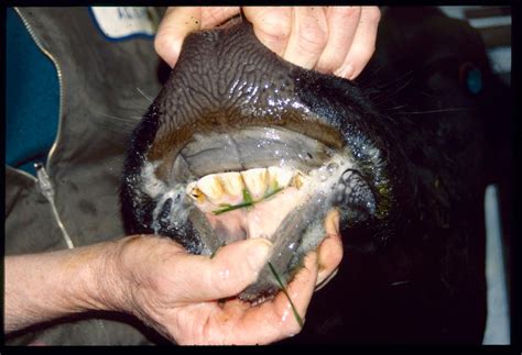 Woolshed 1: Grazing problems with cows’ teeth