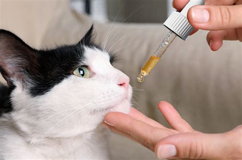 DocClemens™ - Original Feline Leukemia Treatment - All Natural - Doc ...