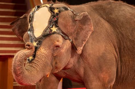 Animales para el entretenimiento - Unión Vegetariana Española (UVE)