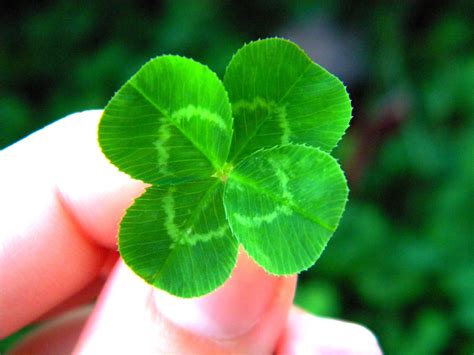Beautiful Four Leaf Clover