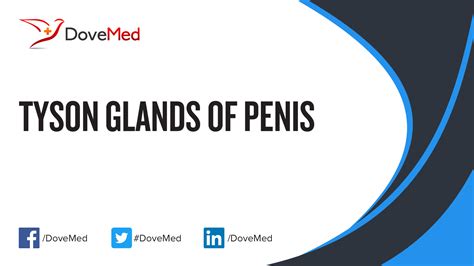 Tyson Glands of Penis
