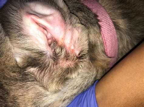 My Dog Has Ear Infection: Can I Give Amoxicillin or Ibuprofen? | Petco