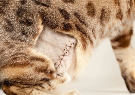 Haws Syndrome in Cats - Veterinary Partner - VIN - kucing hanis declaw ...