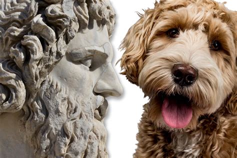 50+ Greek God Names for Male Dogs - Hey, Djangles.