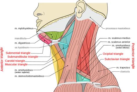 Image Search | Muscles of the neck, Sternocleidomastoid muscle, Human ...