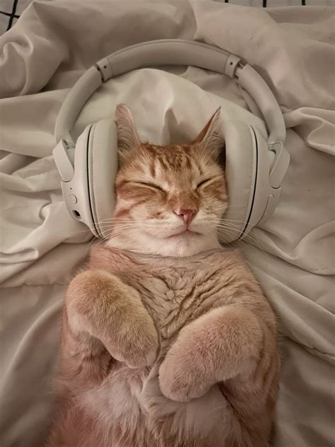 Cute Cat with Headphones