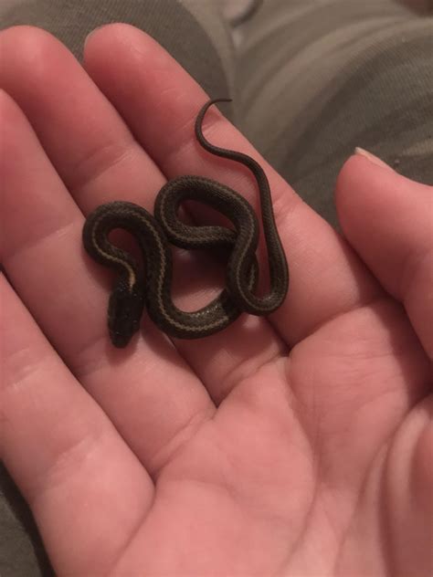 Baby Garter Snake The Latest Photos By Betsy Seeton