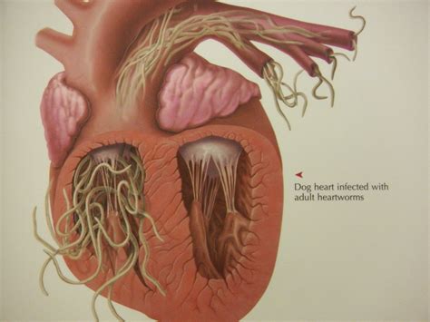 Pictures Of Heartworms