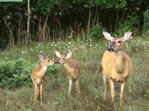 Deers and reindeers photos (I)