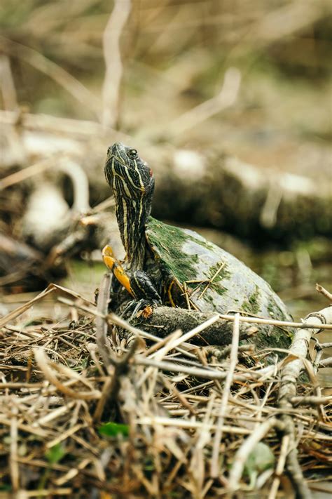 Gratuitous+Nudity+In+Anime+Compilation Photos, Download The BEST Free ...