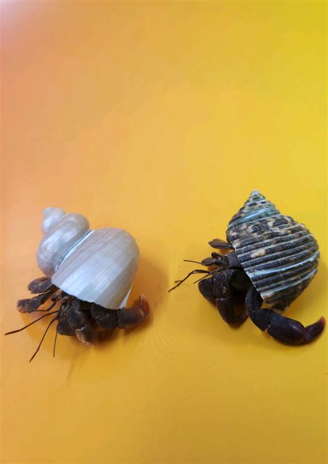 Live Hermit Crabs - Hermit the Crab