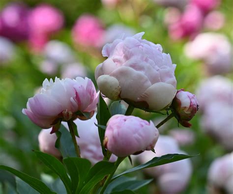 Deadheading peonies: expert tips to complete this task | Homes and Gardens