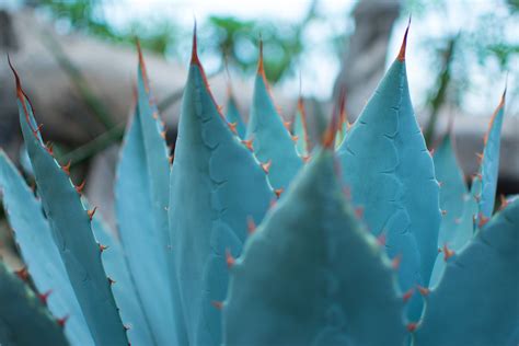 How to Care for a Blue Agave Plant (With images) | Blue agave plant ...