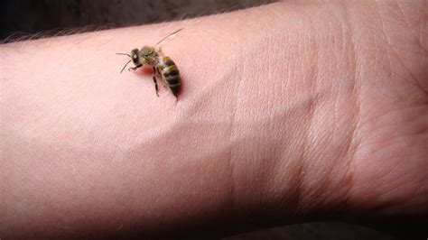 Bee Sting Paul Murray The Bee Sting | WAMC