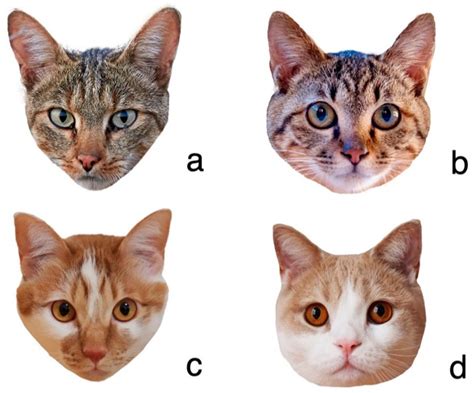 Domestic Cat Species List