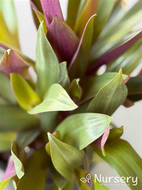 Moses In The Cradle – Vibrant Foliage Plant | Nursery Warehouse ...