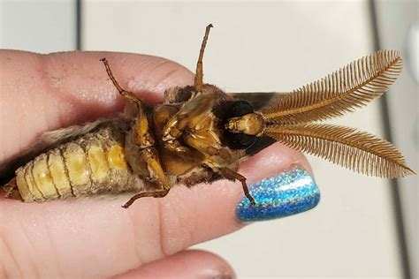 40 Facts About Creepy Insects - Facts.net - habitat of insects