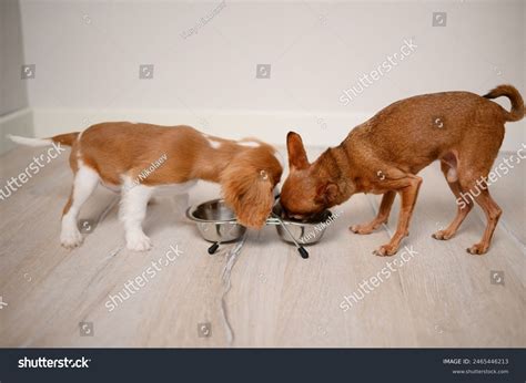 Portrait Two Cute Dogs Eating Together Stock Photo 2465446213 ...