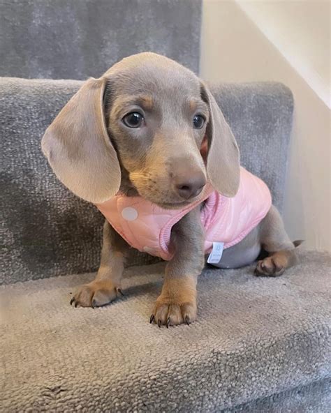 Blue Dachshund | All Dachshund