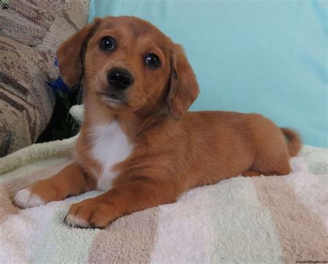 Corgi Dachshund Mix