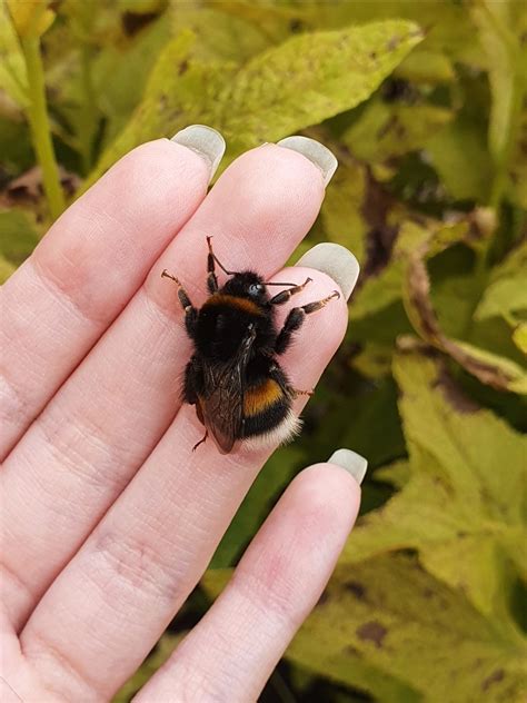 What species of bumble bee is this? Size made me think it might be a ...