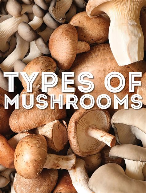 21 Types Of Mushrooms From A to Z (With Photos) | Live Eat Learn