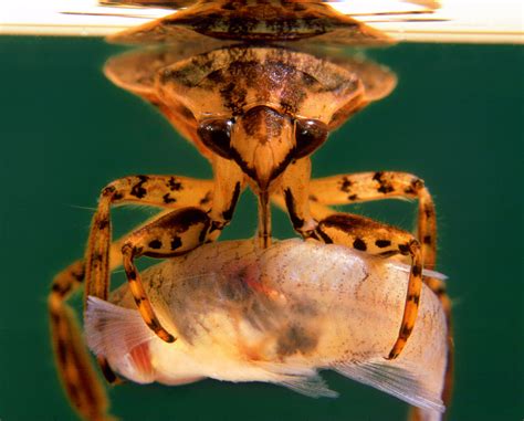 What Does The Giant Water Bug Look Like at Nathan Ronk blog