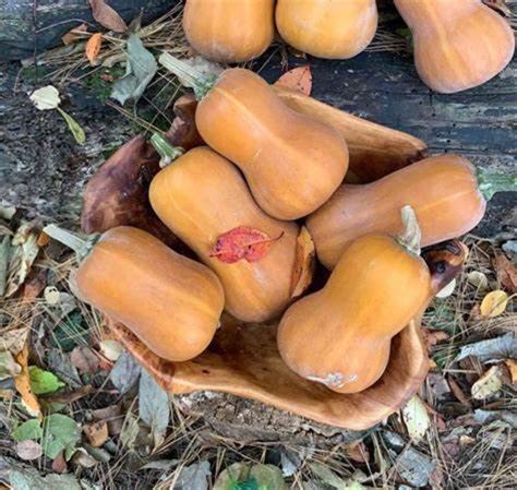 Honeynut Squash Seeds - Etsy