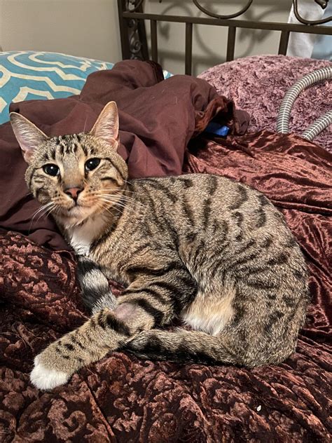 This is my 3 legged cat Orion! He’s pretty cool but a little unstable 😂 ...