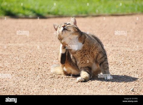 Domestic Cat sitting on a path while scratching its head with a hind ...