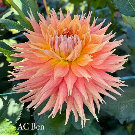 AC Ben - Ruthie Mae Blooms