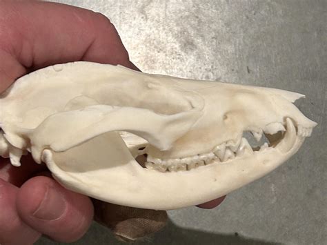 Virginia Opossum Skull #00785 - Craniates Curiosites: Oddity Sales and ...