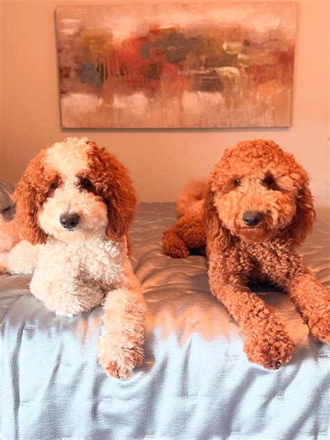 𝓑𝓻𝓲𝓮 & 𝓑𝓮𝓵𝓵𝓮 | 𝗹𝗶𝘁𝘁𝗲𝗿𝘀𝗶𝘀𝘁𝗲𝗿𝘀 (@keepingupbrieandbelle) • Instagram photos and videos