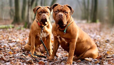 10 Dog Breeds With Shortest Life Span