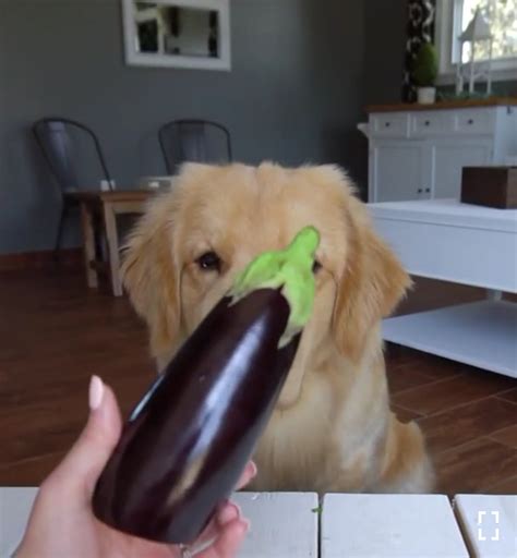 Can Dogs Eat Eggplant