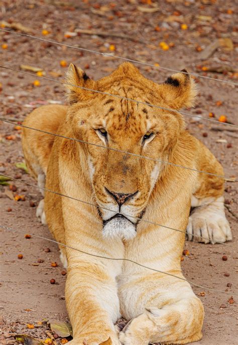 Liger vs Tigon: Ultimate Guide to Big Cat Hybrids (2024 Comparison ...