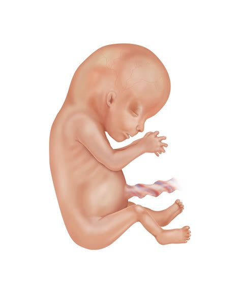 Baby development at week 14 | Learn more about the baby's development | Preggers