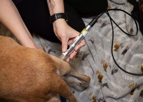 High-quality Veterinary Services in Hoover Alabama in Birmingham, AL ...