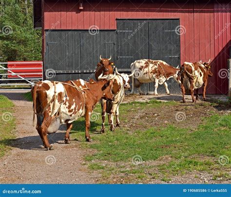 Nordic Dairy Cattle, Finnish Ayrshire. Dairy Cow Farm on Aland Islands ...