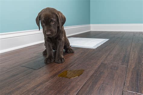 How To Get Rid Of Dog Pee Smell On A Wood Floor | Odeur de pipi de ...