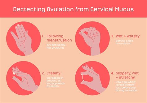 Ovulation Discharge: Key Examples Explained