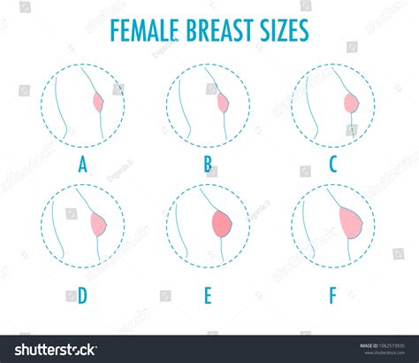 1,644 Different Bra Sizes Images, Stock Photos & Vectors | Shutterstock