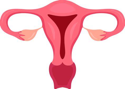 Uterus and Ovaries . Internal organs of human . 17415553 PNG