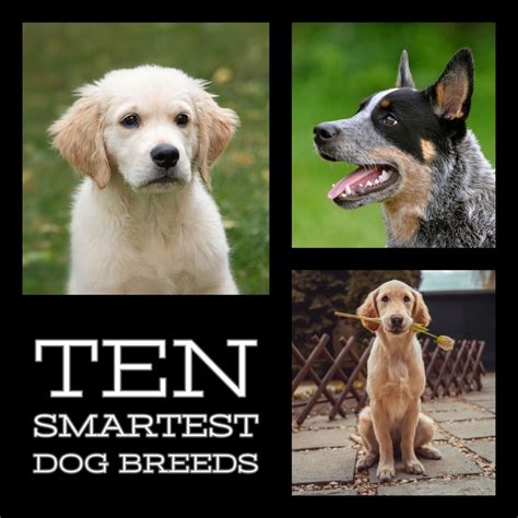 A List of the 100 Smartest Dog Breeds | PetHelpful