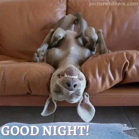 Funny image good night dog on the couch - picturesdown.com