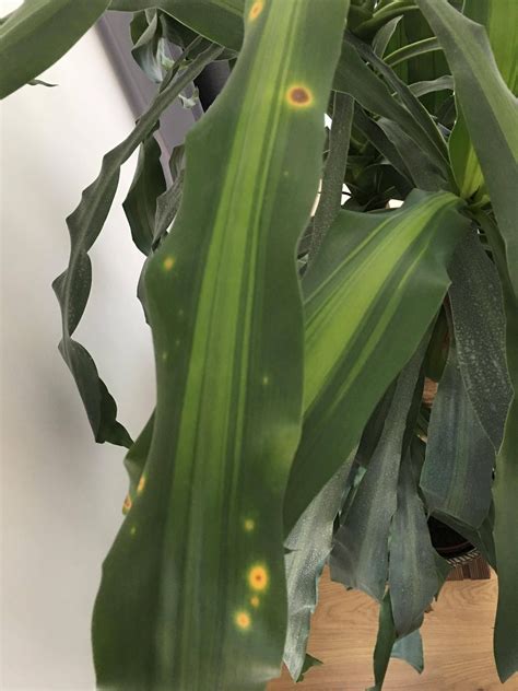 Dracaena Massangeana: Leaf spots on new growth in 2025 | Corn plant ...