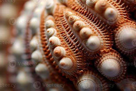 The intricate patterns and textures of a seashell in a close - up shot ...