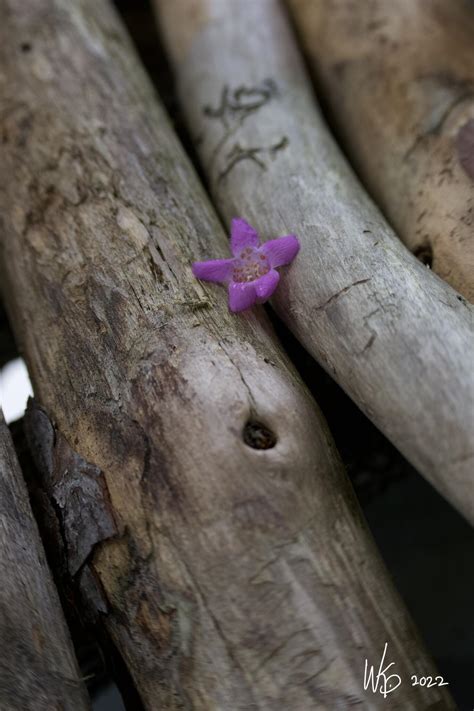 WKArt Design Photography - Carolina Shores, NC - Nextdoor