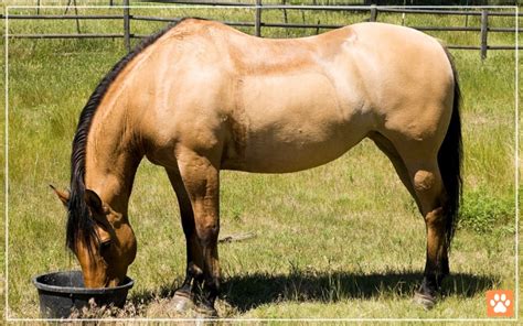 Do Horses Have Udders? Surprising Facts - VIVO Pets